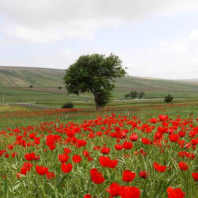 سهل \"کالپوش\"